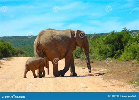 Africa's Wildlife stock photo. Image of africana, game - 1997796