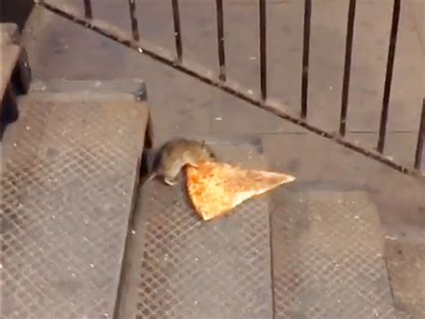 You Love Pizza Rat. You Don't Own Pizza Rat | WIRED