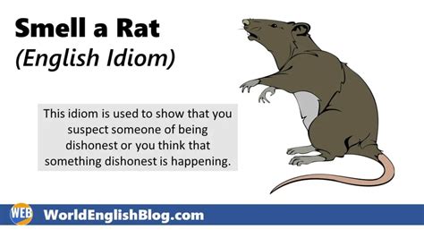 Smell a Rat – English Idiom – World English Blog