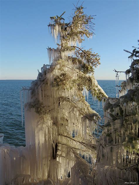 Iced Trees Photograph by Alison Gimpel - Pixels