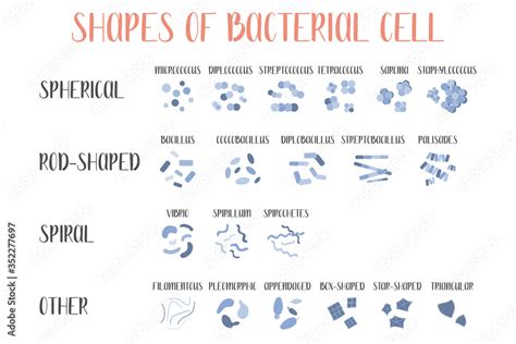 Bacteria classification. Shapes of bacteria. Types and different forms of bacterial cells ...