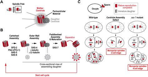 Cell Division: How centrioles acquire the ability to reproduce | eLife