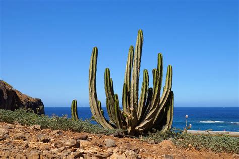 15 Very Best Things to Do in Tenerife, Spain - Endless Travel Destinations