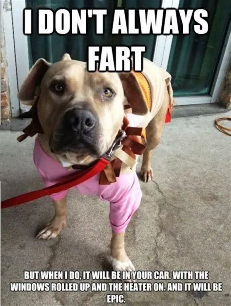 The 120+ Funniest Dog Memes Of All Time – Page 12 – The Paws