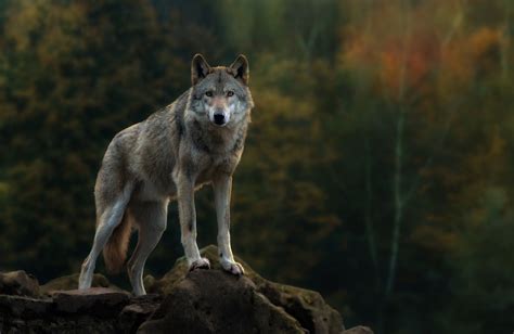 Wild Wolf Wallpapers - Wallpaper Cave