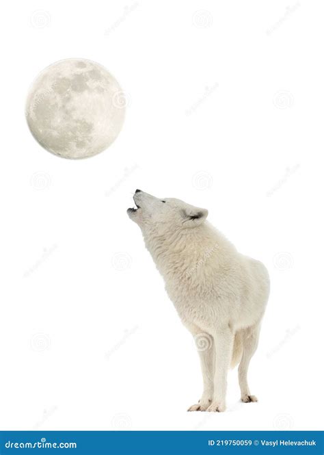 Moon and Wolf Isolated on White Stock Image - Image of howling, fairy ...