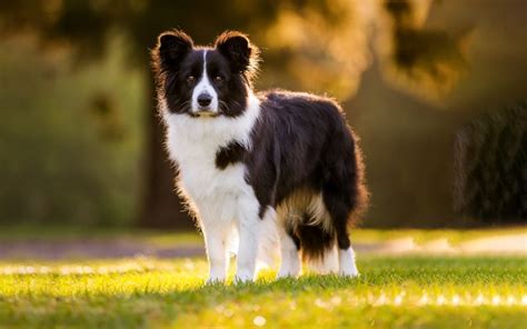 Border Collie puppies available from responsible breeders | RightPaw