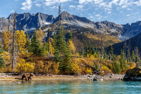 Wildlife & Bird Photography of Alaska - Jeff Schultz Photography