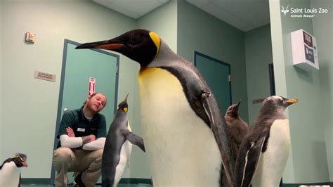 St Louis Zoo Penguin Walk 2019 | IUCN Water