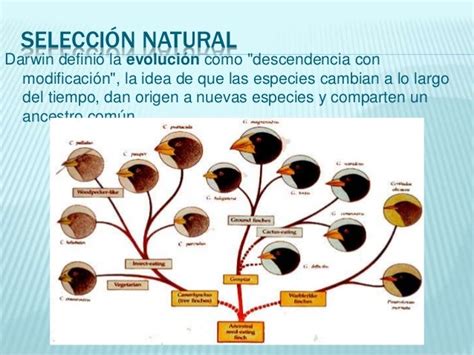 Selección natural: La teoría de la evolución de las especies explicada ★ Teoría Online