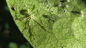 Hawaiian happy-face spider Facts for Kids