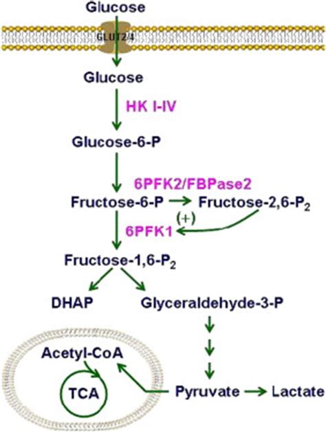 Major steps of glycolysis. Glycolysis is the pathway for the generation ...