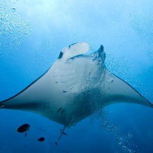 Manta Ray Habitat - Animal Facts and Information