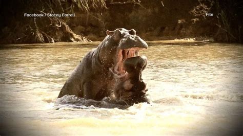 American tourist recovering after hippo attack | GMA