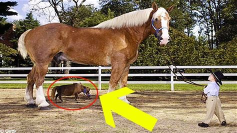 This Mini Horse Is Named Thumbelina And She’s Stealing Hearts Everywhere She Goes - YouTube