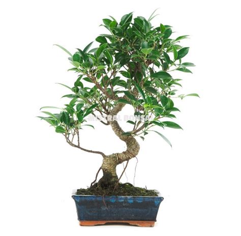 Ficus retusa. Bonsaï 8 Ans. Bonsaï Intérieur | Mistral Bonsai