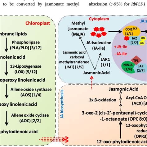 Pictorial representation of the jasmonic acid biosynthesis and ...