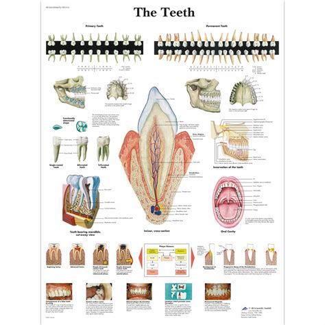 The Teeth Chart – Medisave UK