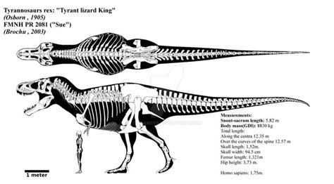 Tyrannosaurus rex skeletal diagram (FMNH PR 2081) by Franoys on DeviantArt | Tyrannosaurus rex ...