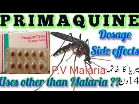 Primaquine phosphate tablet/Malaria PV Treatment in urdu Primaquine tablet uses, side effects ...