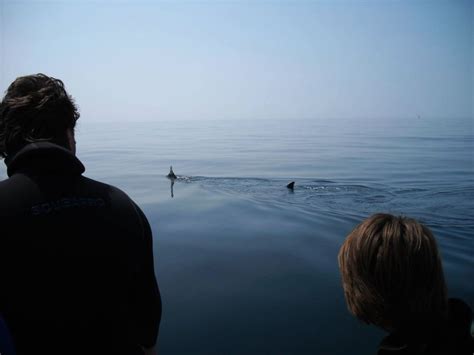 Basking Sharks in Cornwall | When to Spot Them | Best Places