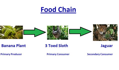 Tropical Rainforest: Example Of A Food Chain In The Tropical Rainforest