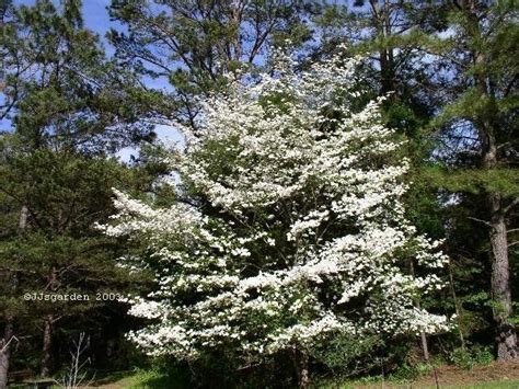 Native dogwood in full bloom in April...in my zone 7b | Small ...