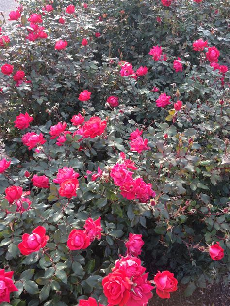 Red Knockout Roses Free Stock Photo - Public Domain Pictures