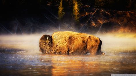 Bison Wallpaper (68+ pictures) - WallpaperSet