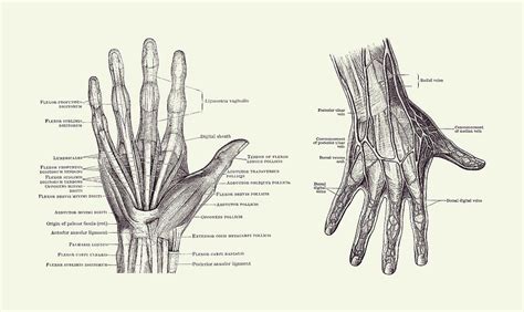 Human Hand Anatomy - Dual View - Vintage Diagram 2 Drawing by Vintage ...