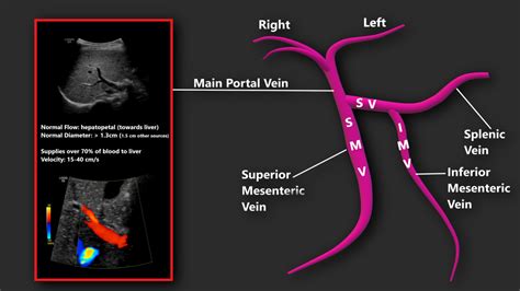 Portal Vein Anatomy