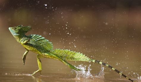 Plumed Basilisk | The Biggest Animals Kingdom