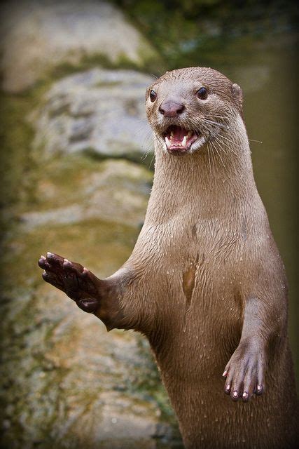 Smooth Coated Otter - Calling by wendysalisbury, via Flickr | Otters