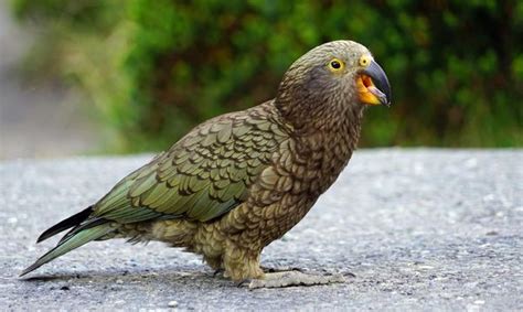 The Curbside Gyms That Keep Rare New Zealand Parrots Out of Trouble ...