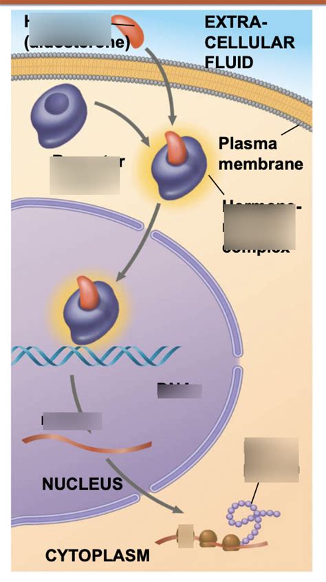 Intracellular receptors Diagram | Quizlet