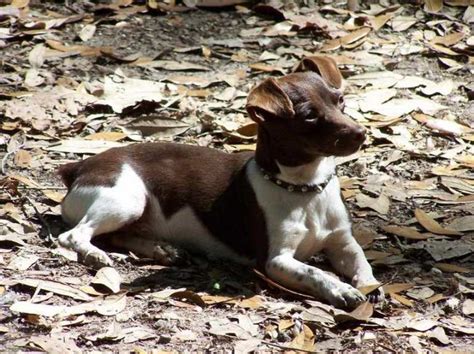 Chocolate Rat Terrier Anything Terrier