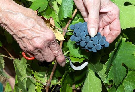 Vinification methods at the Chanrion vineyard