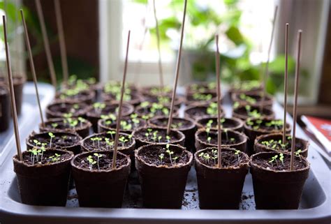 It's Time to Think About Indoor Seed Starting