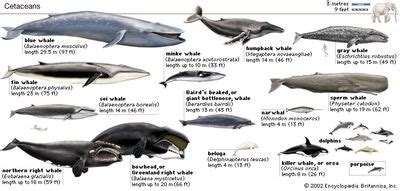 porpoise | Definition, Habitat, & Facts | Britannica.com