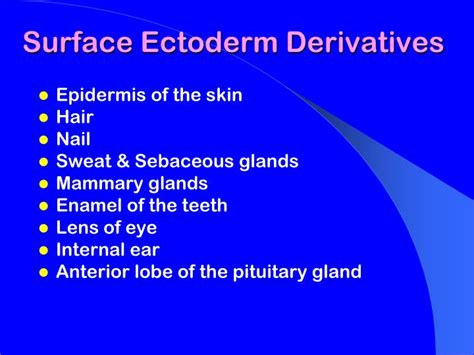 PPT - Intraembryonic Mesoderm PowerPoint Presentation - ID:6214523