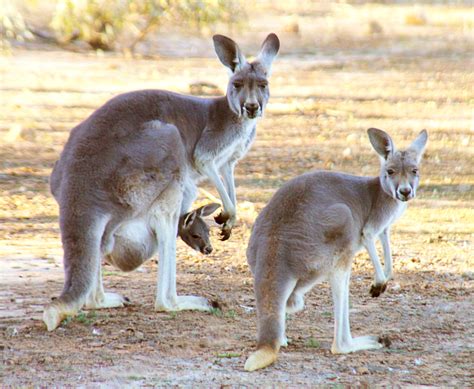 Images by Christine Walsh: Kangaroos and Emus