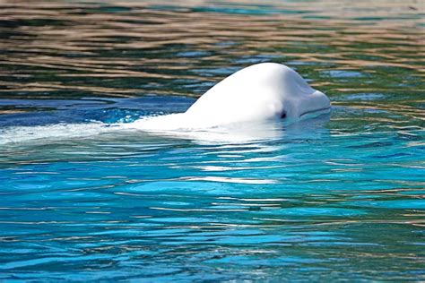 SEA LIFE Trust Beluga Whale Sanctuary | Guide to Iceland