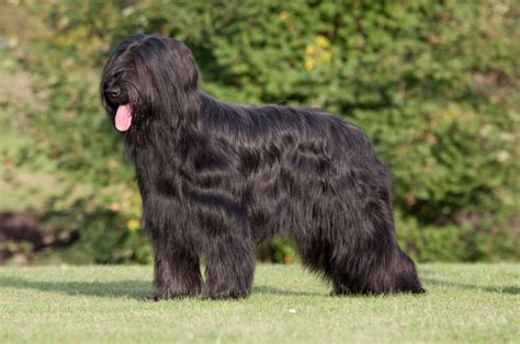 Bouvier des Flandres: Dog Breed Information, Facts and Pictures | Dog ...