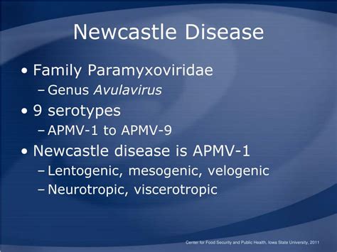 PPT - Newcastle Disease PowerPoint Presentation, free download - ID:179888