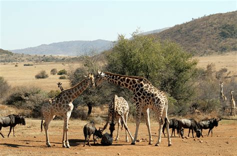 Discover Pilanesberg National Park – African Outposts