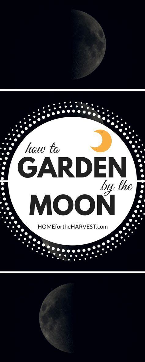 Gardening by the moon | Vegetable garden for beginners, Organic vegetable garden, Indoor ...