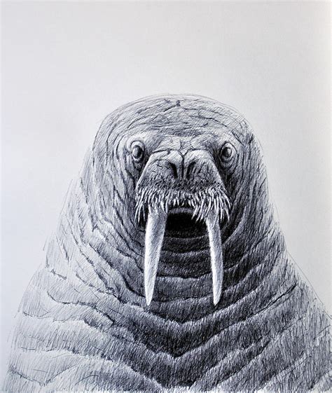 Walrus Portrait Drawing by Rick Hansen - Fine Art America