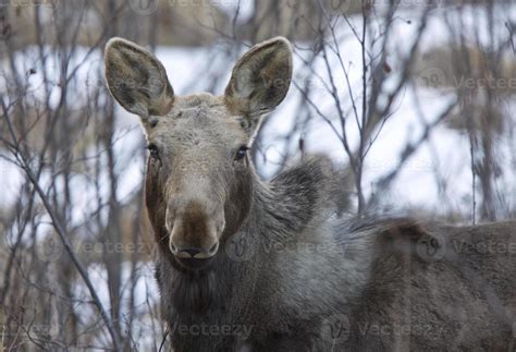 Moose in Winter 6026372 Stock Photo at Vecteezy