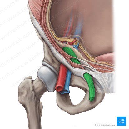 Spermatic cord: Anatomy and function | Kenhub