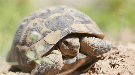 The Traveler's Guide to Zion National Park Wildlife